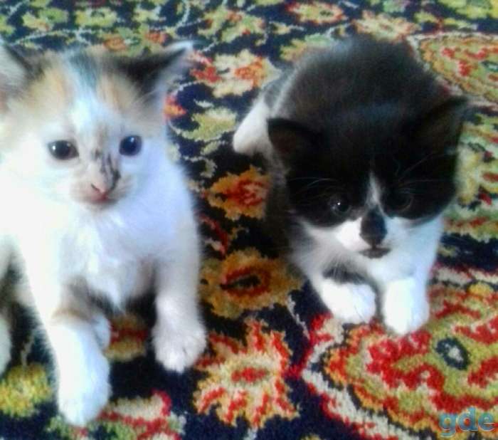 Котята в добрые руки, фотография 1