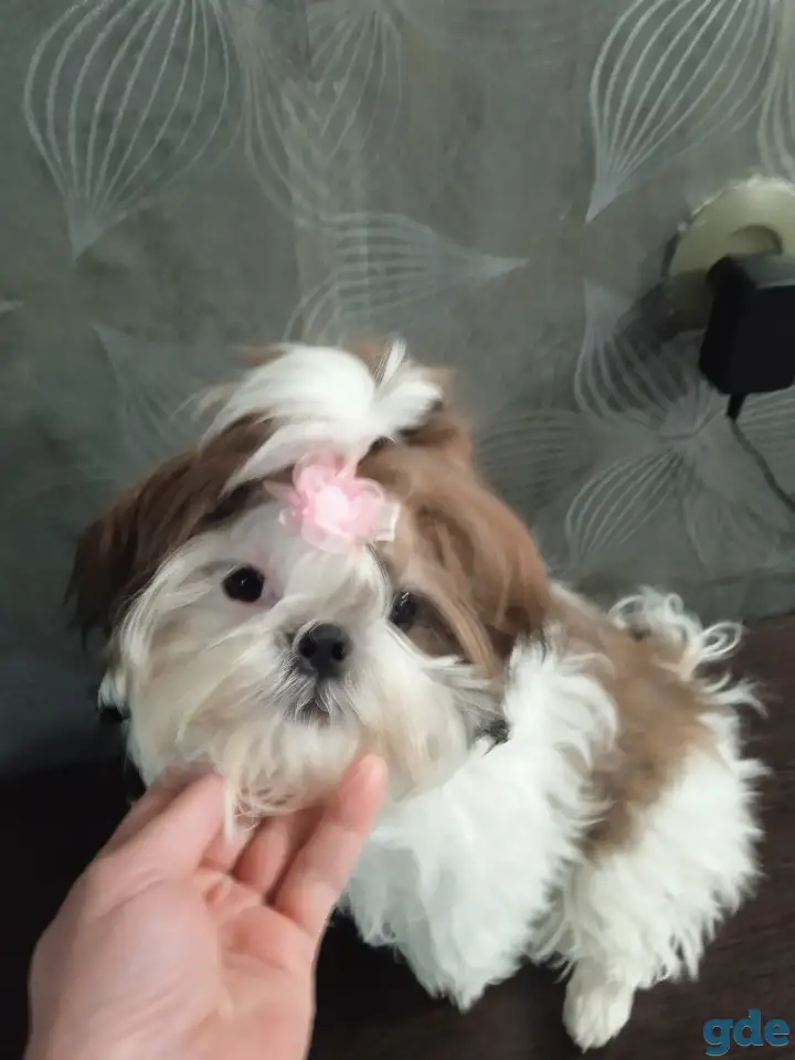 Щенок щит цу, фотография 2