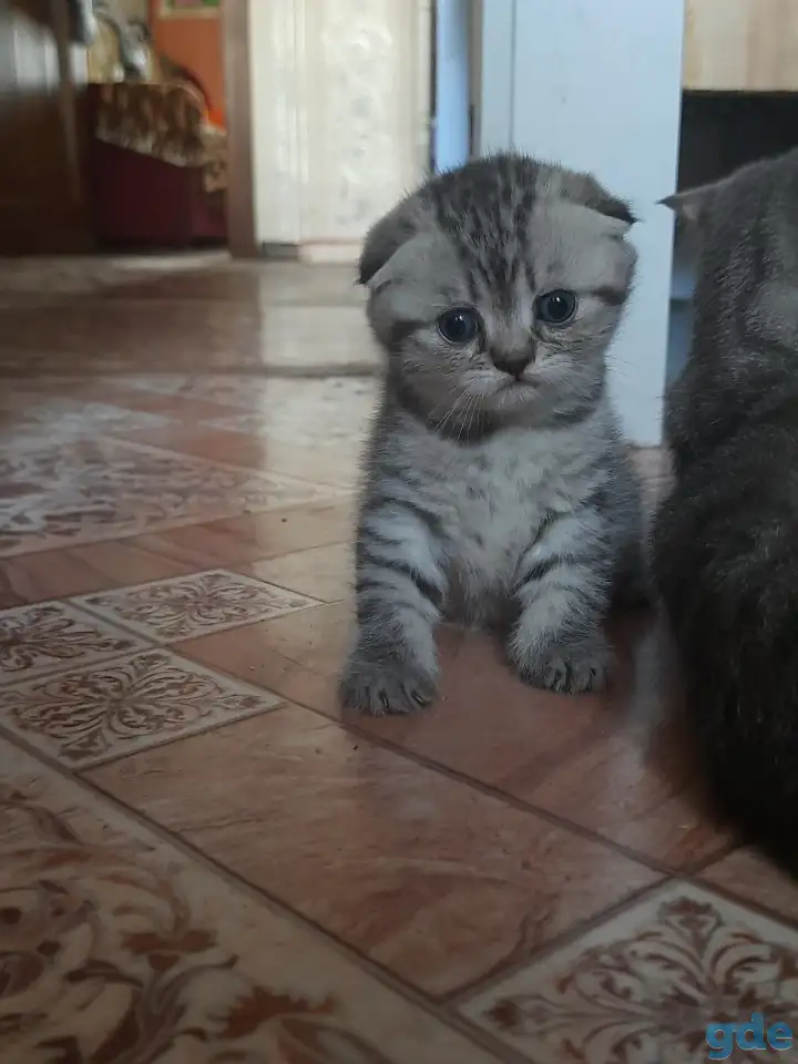 Котята, фотография 3