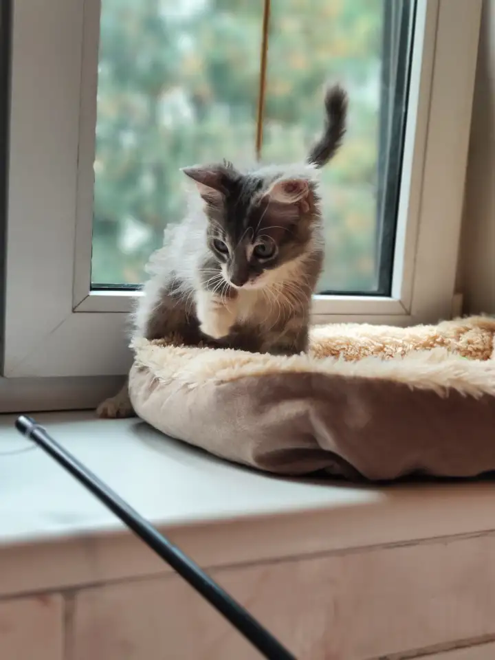 Котята в дар, фотография 9