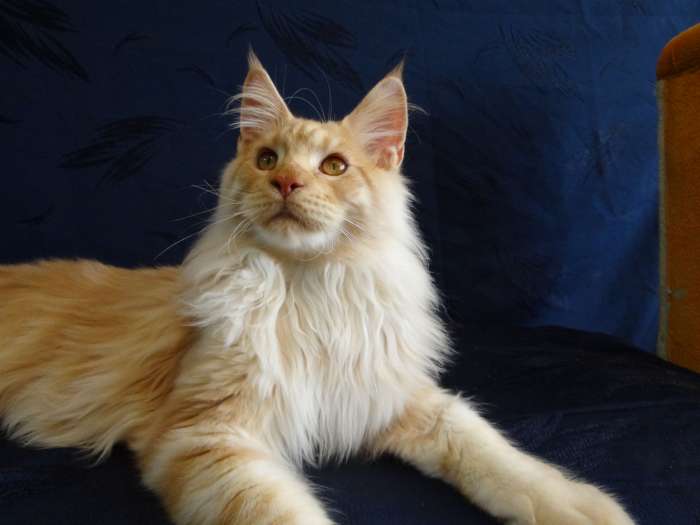 Котёнок Мейн-кун, фотография 3
