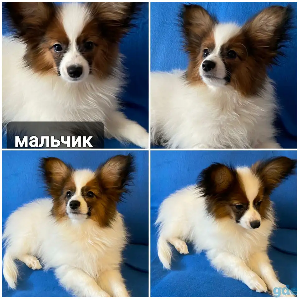 Щенки папильона, фотография 2