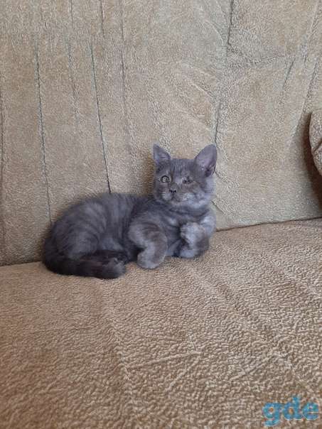 Котенок ищет дом, фотография 1