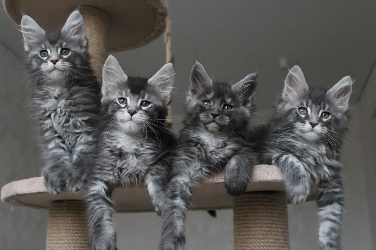 Котята мейн кун!, фотография 2