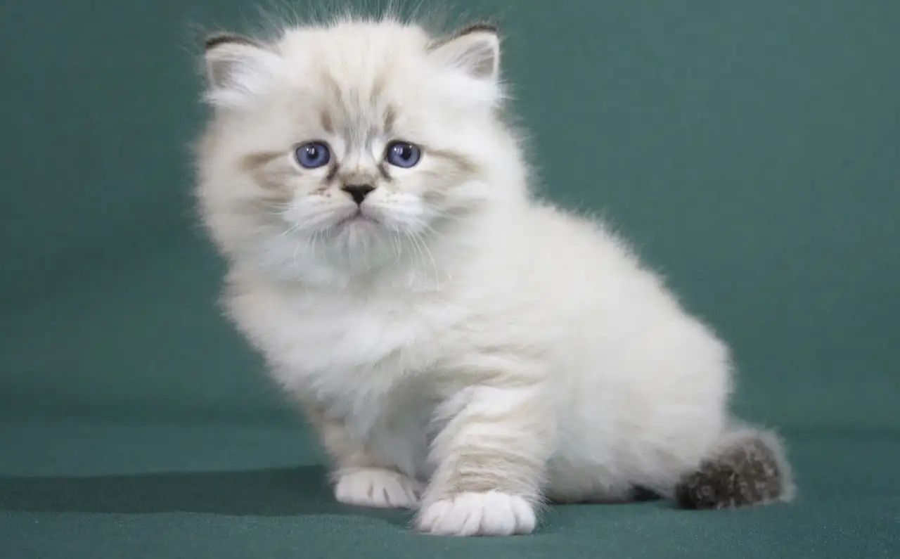 Сибирский котенок, невский маскарадный котенок, фотография 7