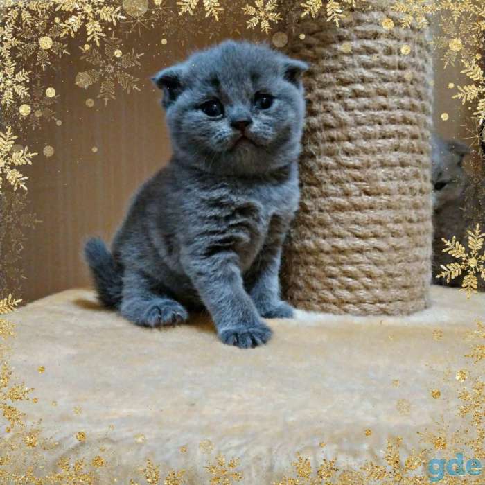Шотландские котята, фотография 2