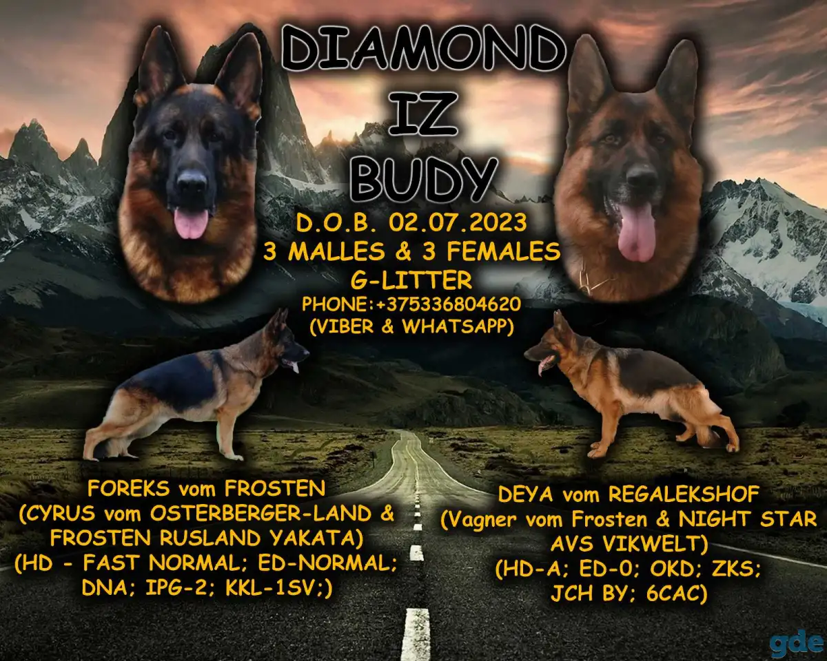 Питомник DIAMOND IZ BUDY предлагает щенков немецкой овчарки, фотография 1