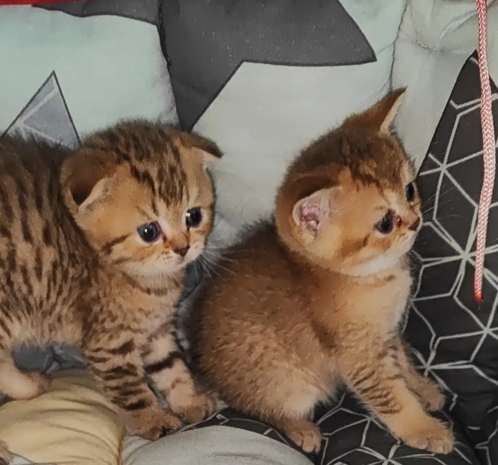 Шотландские котята, фотография 1