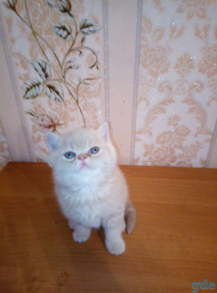 Продаю экзотических плюшевых котят, фотография 3