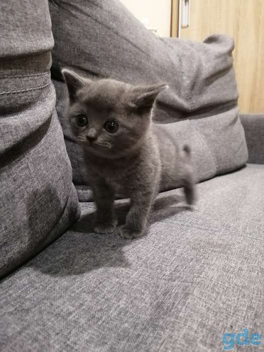 Британские котята, фотография 1