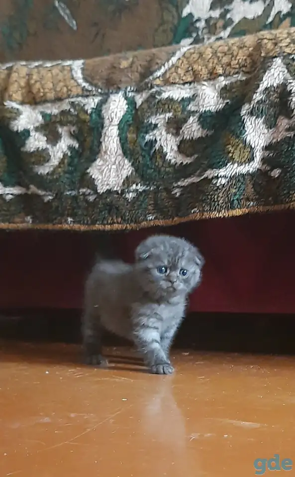 Котята, фотография 1