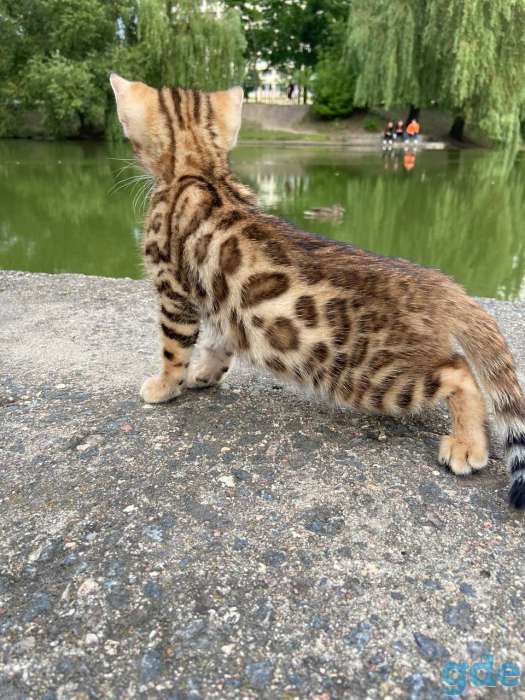 Бенгальские котята, фотография 3