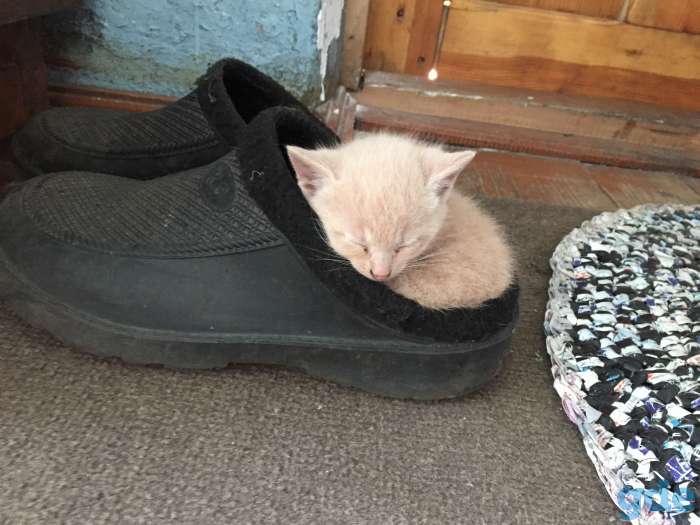 Котята ищут дом, фотография 6