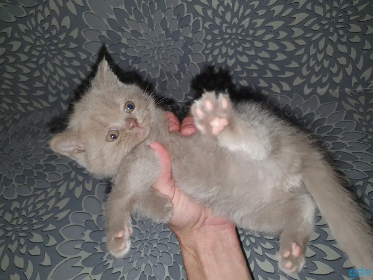 Продажа котят, фотография 8