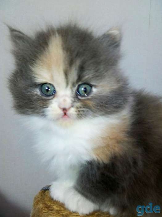 Персидские котята, фотография 3