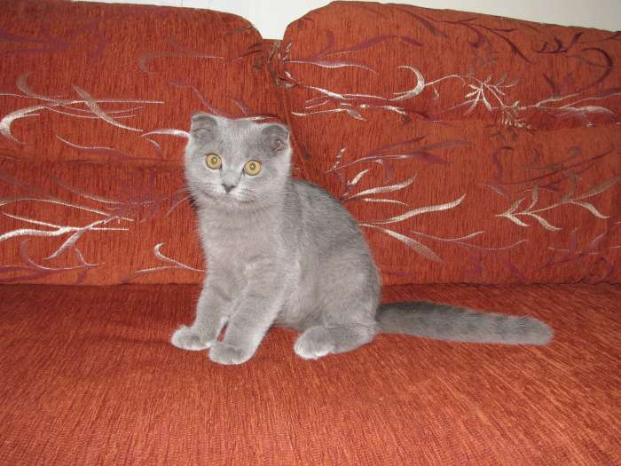 шотландские вислоухие котята, фотография 1
