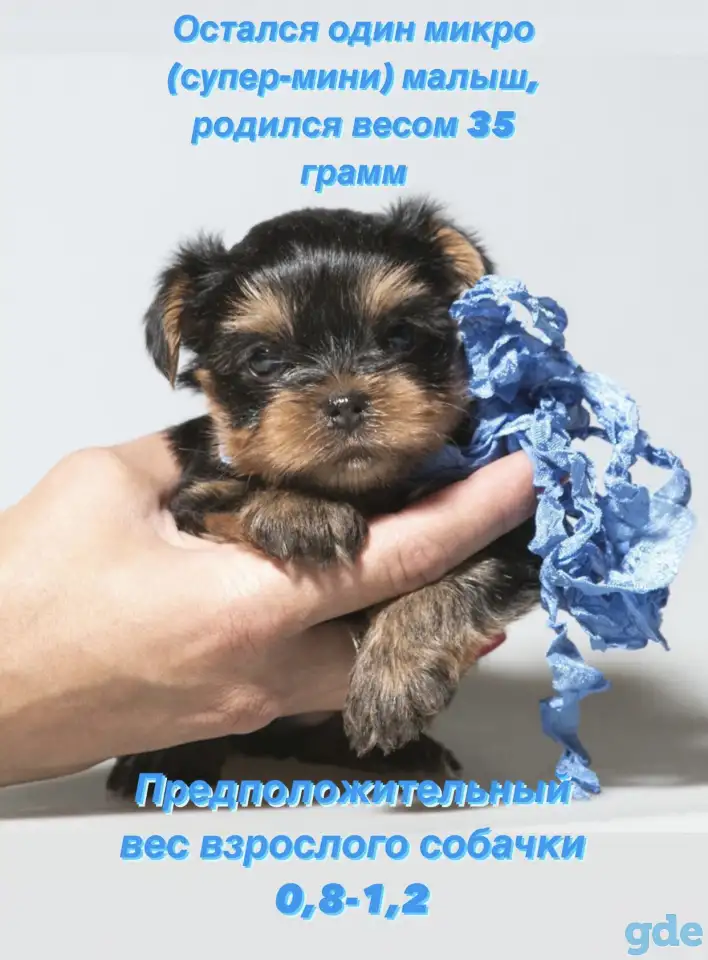 Микро (супер-мини) и Мини щенки йоркширского терьера, фотография 2