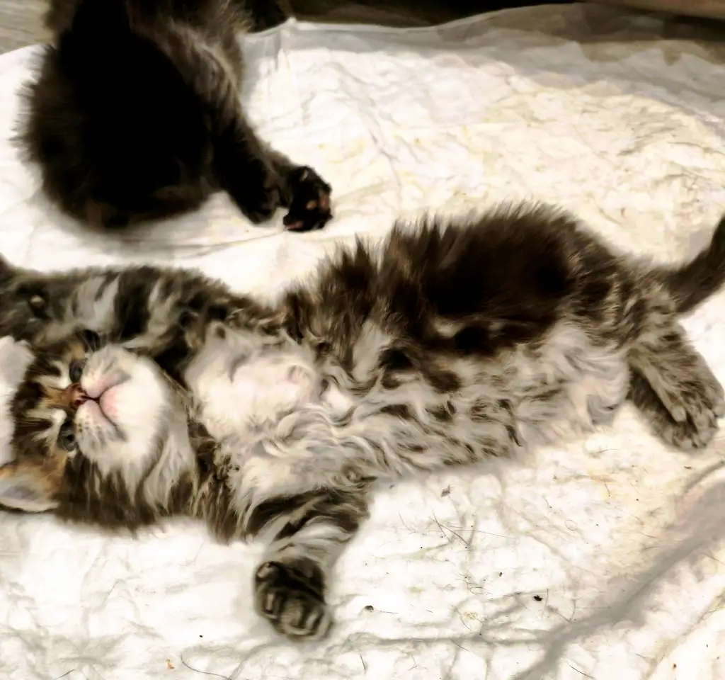 Котята Мейн-кун девочки, фотография 8