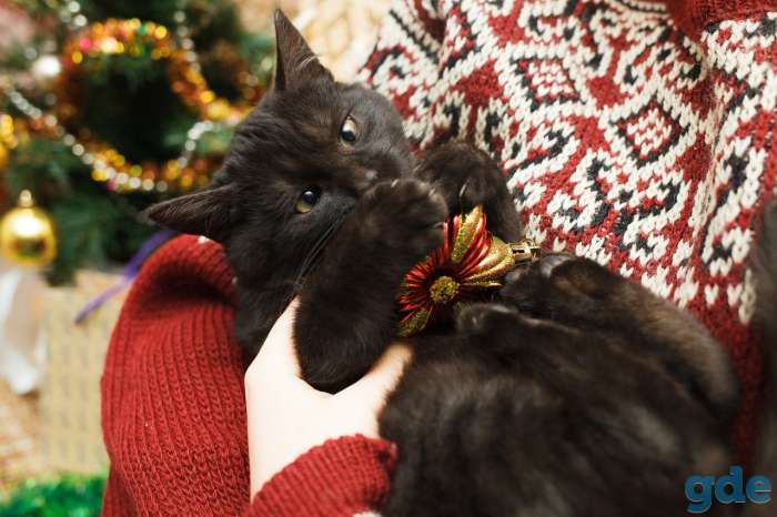 Котёнок Егорка ищет дом, фотография 3
