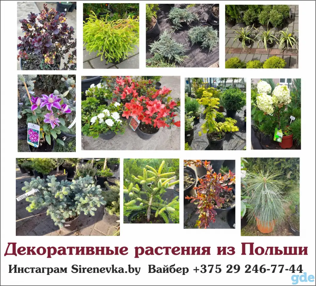 Декоративные растения из Польши, фотография 2