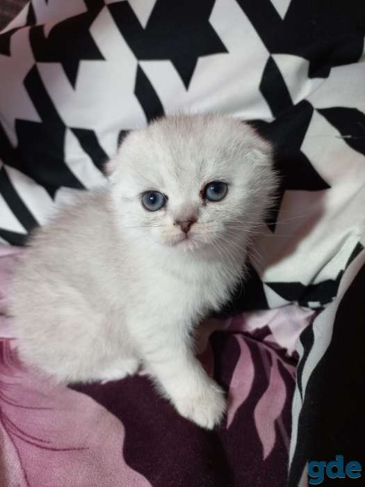 Шотландцы котята, фотография 4