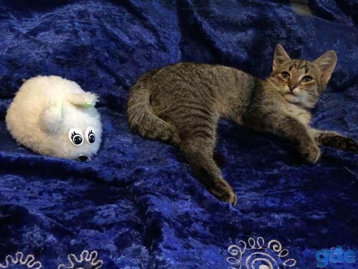 бездомный котенок ищет доброго хозяина!! Может быть, это Вы?.., фотография 4