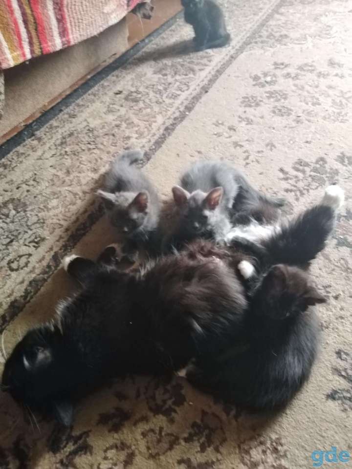 Дарю котят., фотография 3