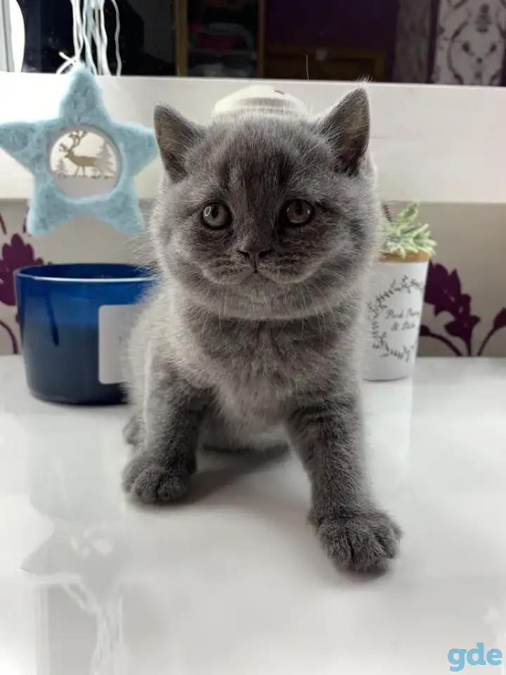Британские котята., фотография 9