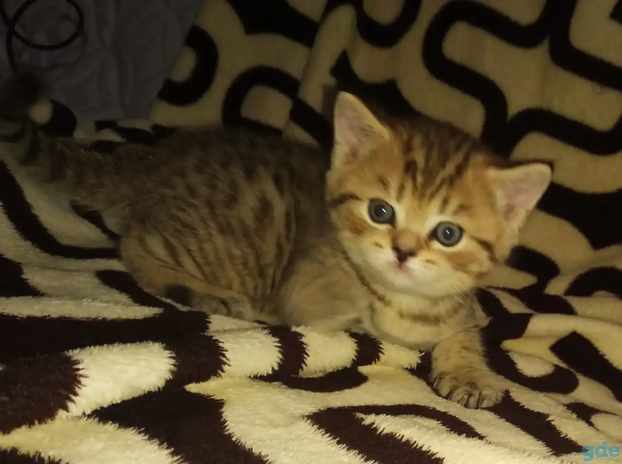 Продам шотландских котят, фотография 3