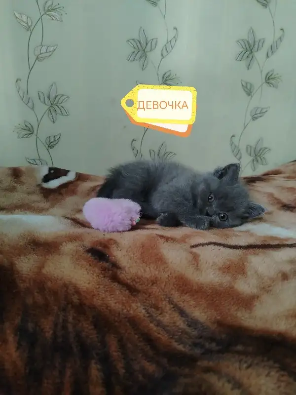 Продаю шотландских вислоухих и прямоухих котят, фотография 4