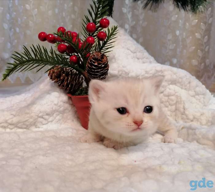 Котята, фотография 6
