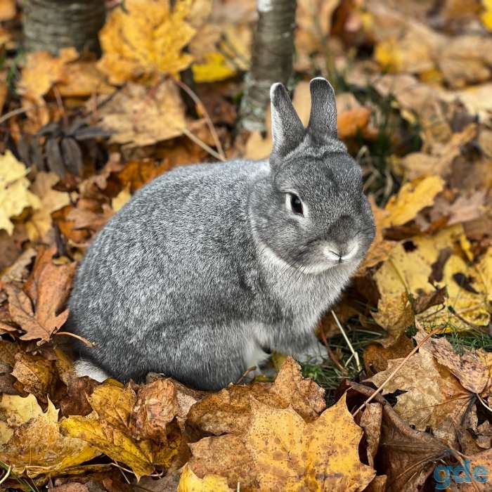 Карликовые и декоративные кролики питомник, фотография 12
