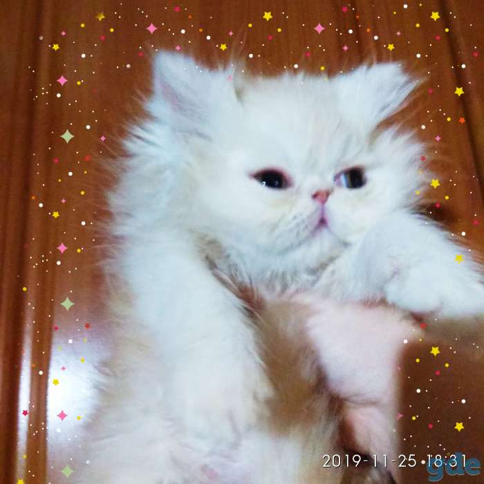 Персидский мальчик окрас персиковый. Персы. Котята., фотография 5