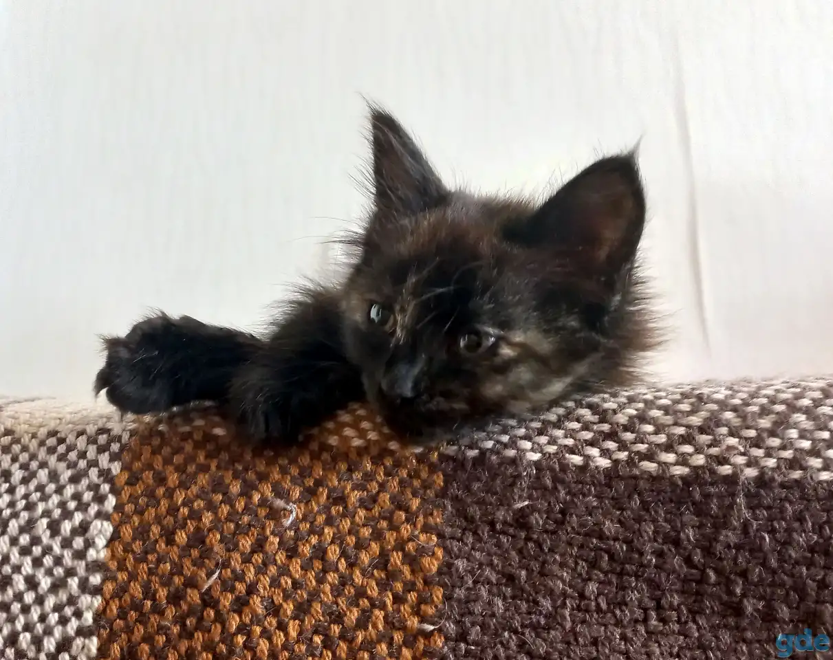 Котейка, фотография 1