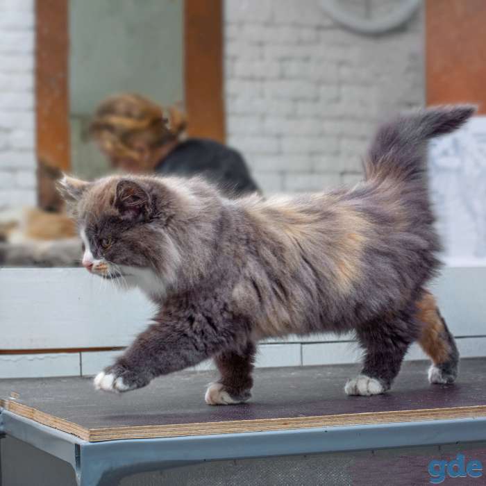 котята в дар, фотография 7