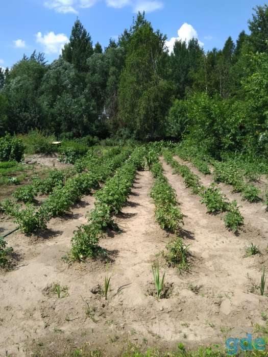 Продам дачу 13 соток, 2 км от Гомеля, Будатень, фотография 4