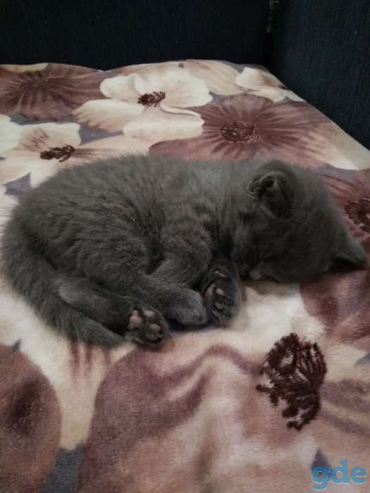 Милые ШОТЛАНСКИЕ КОТЯТА, фотография 3