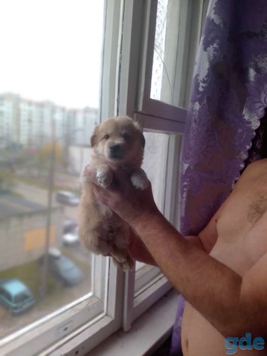Продам срочно щенка метиса', мальчик,,, фотография 1