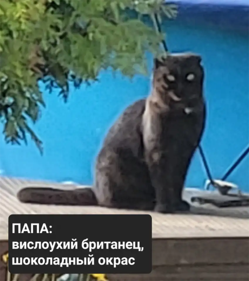 Продам 3 котят, фотография 5