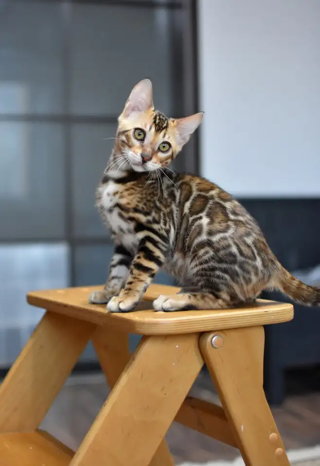 Бенгальские котята из питомника: котик, фотография 5