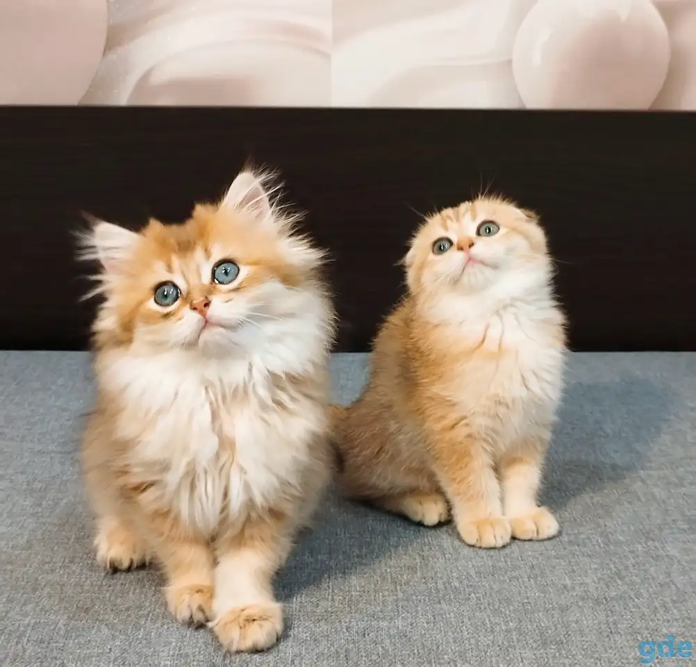 Шотландский мальчик, фотография 6