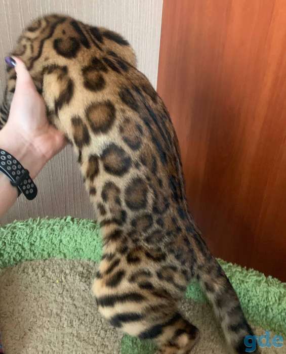 Бенгальские котята, фотография 7