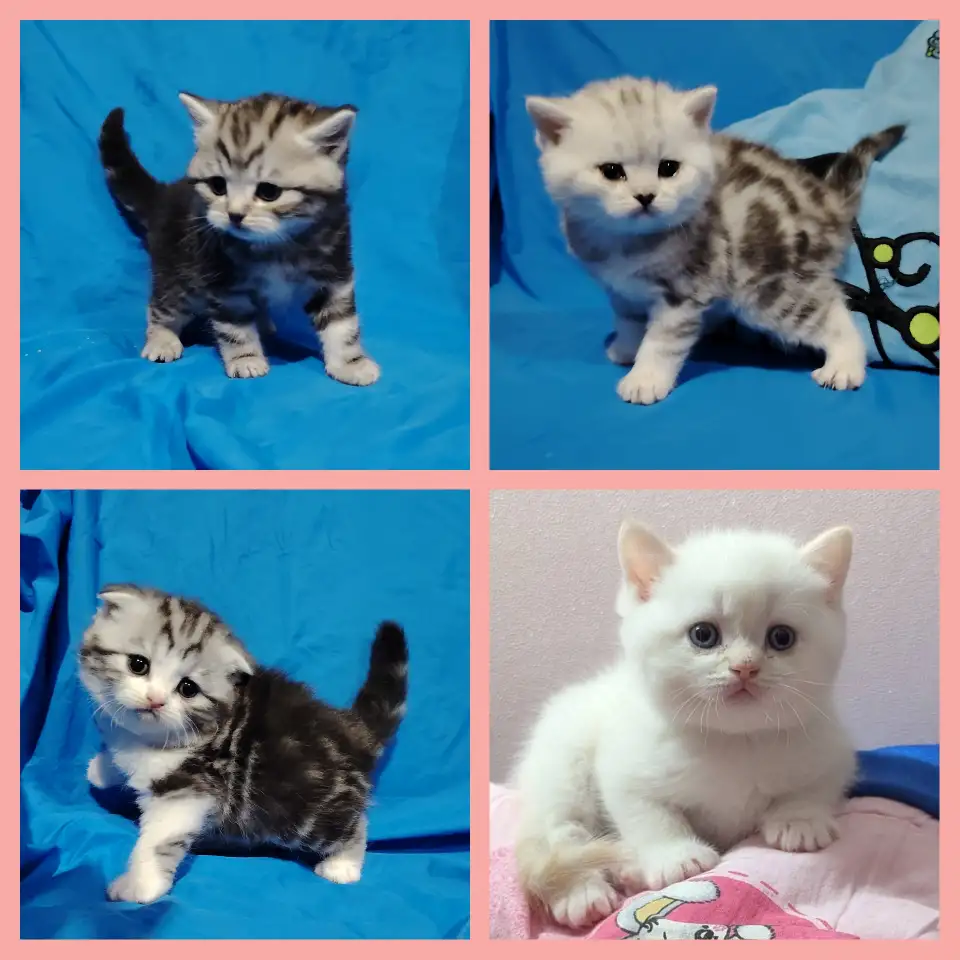 Котята., фотография 1