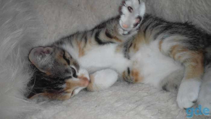 кошечка в дар, фотография 2