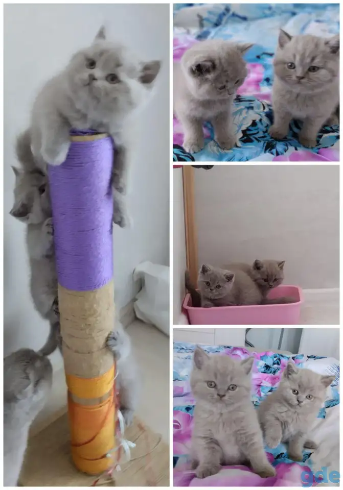 Британские чистокровные, фотография 3