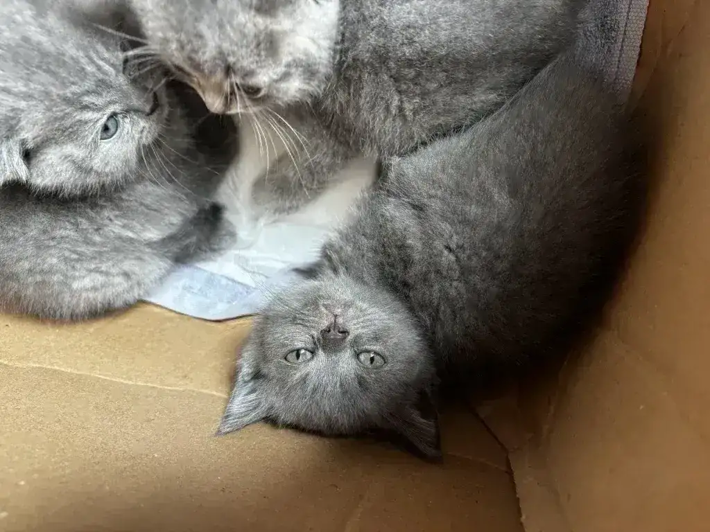 Котята шотландские, фотография 2