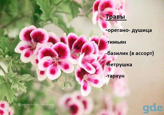 продам рассаду цветов, фотография 4