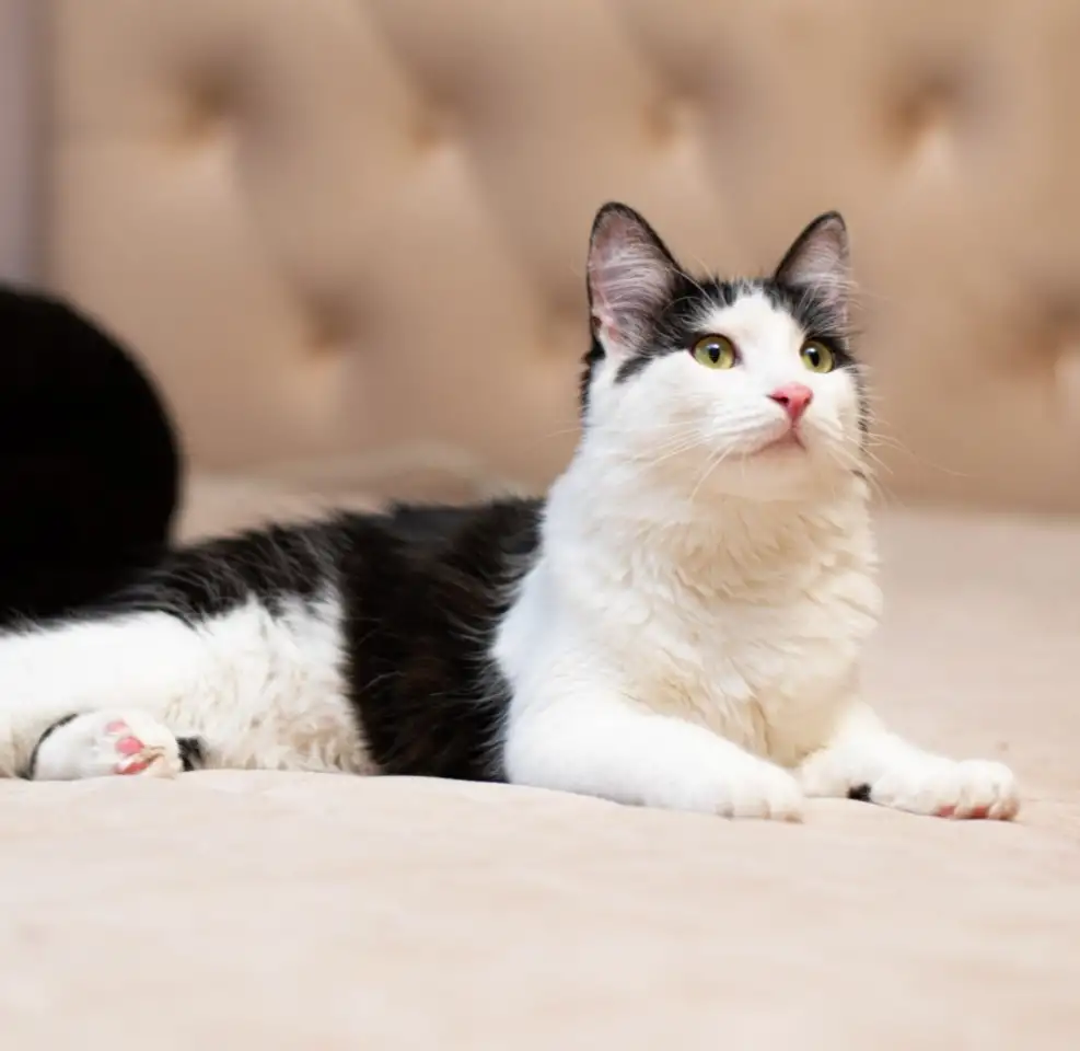 Кот СЕНЯ ищет дом, фотография 5