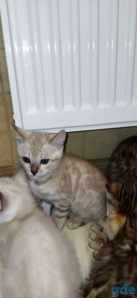 Котята бенгальской породы, фотография 6