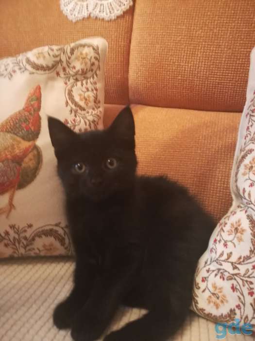 Котенок ищет дом, фотография 1